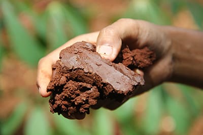 Mason Bee Nesting Clay Soil | Rocky Pond Nursery